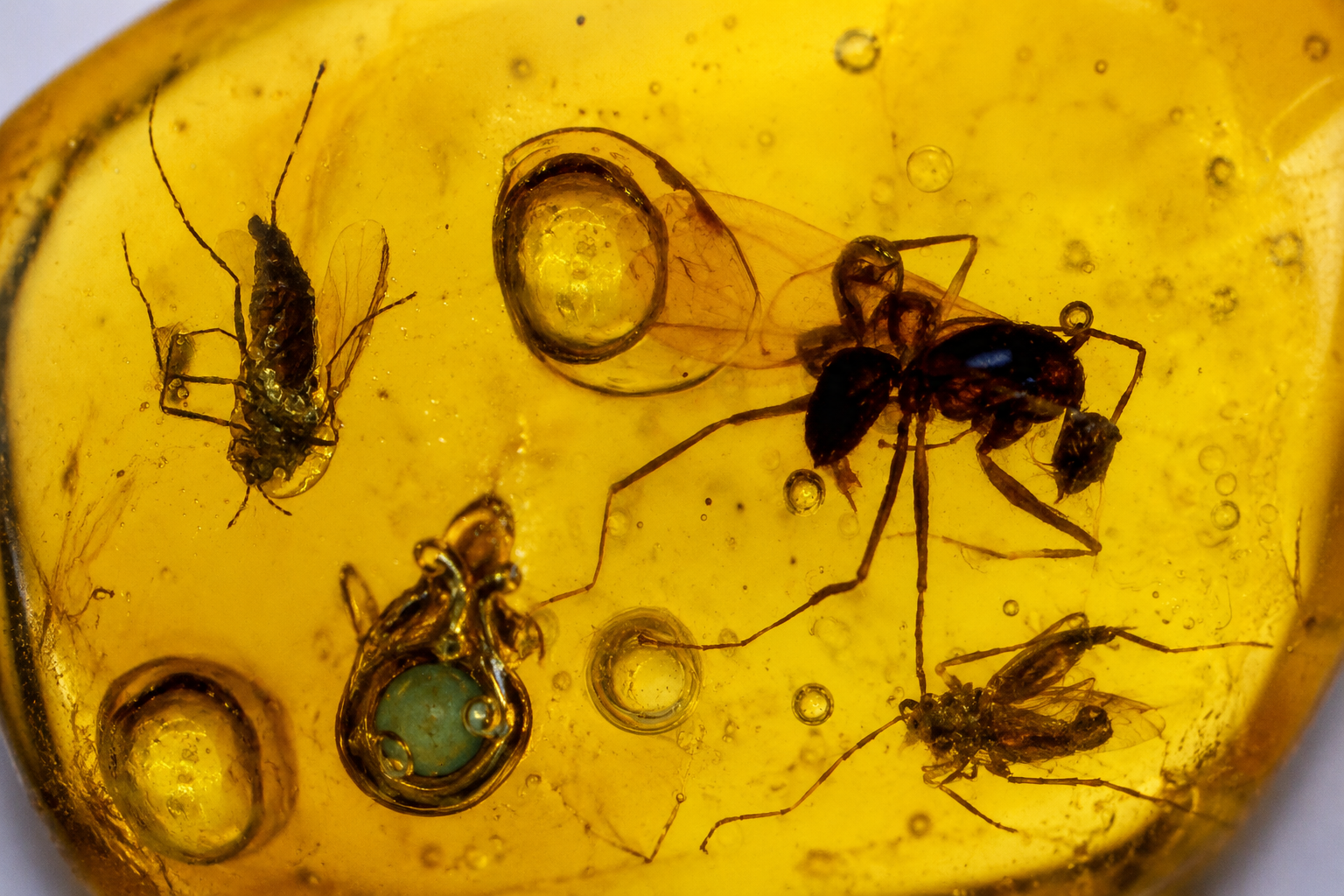 Fossils & Insects