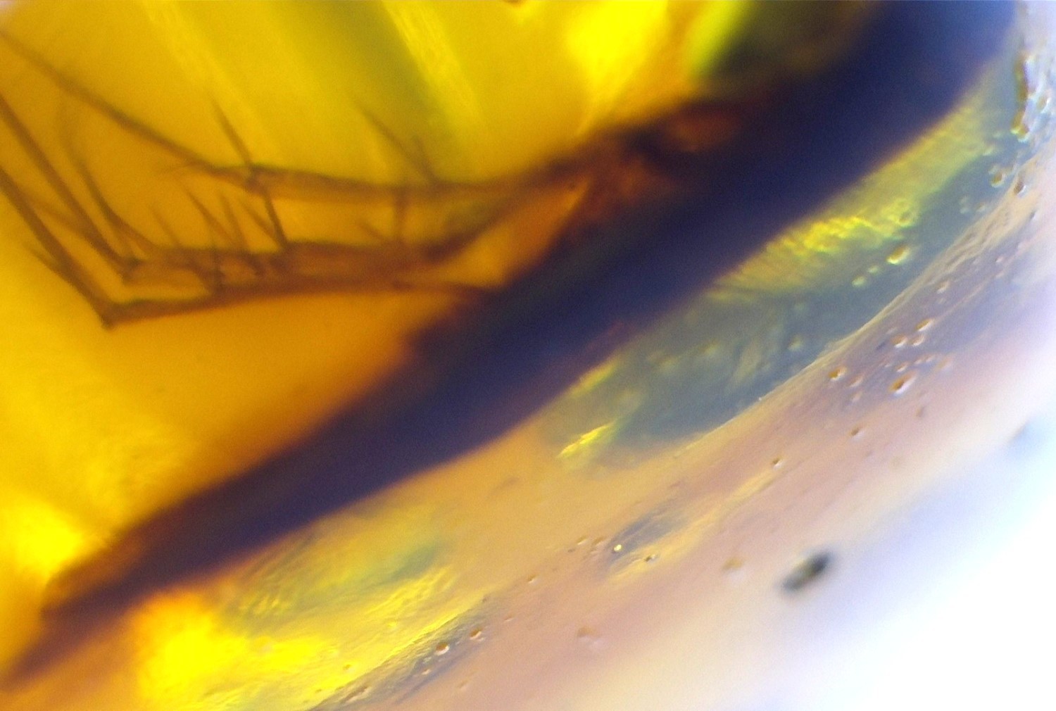 ✨ Natural Dominican Amber Insect Fossil – Polished Stone