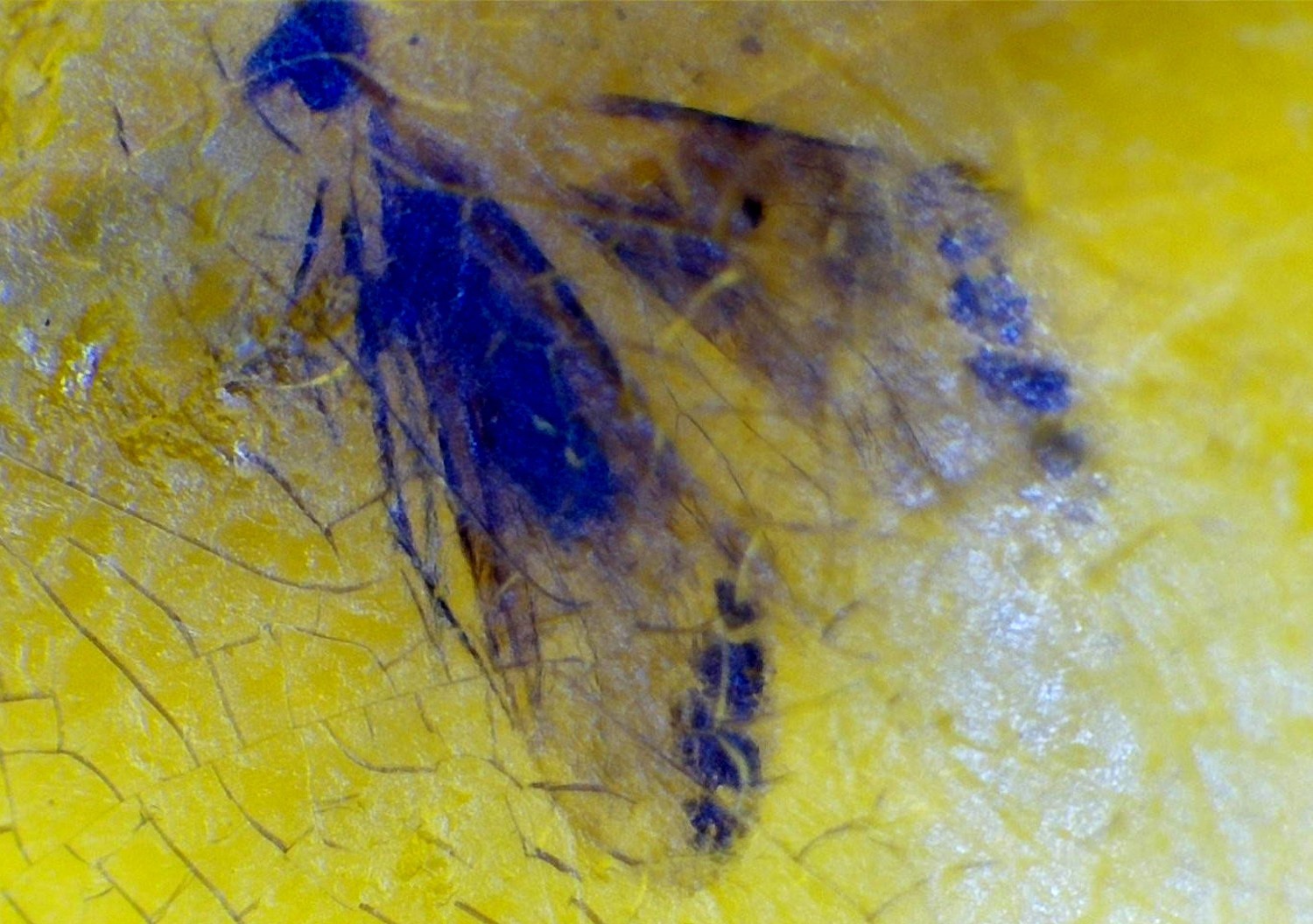 Elegant Fine Moth Inclusion In Amber Amber Fossils/Insects 18mm