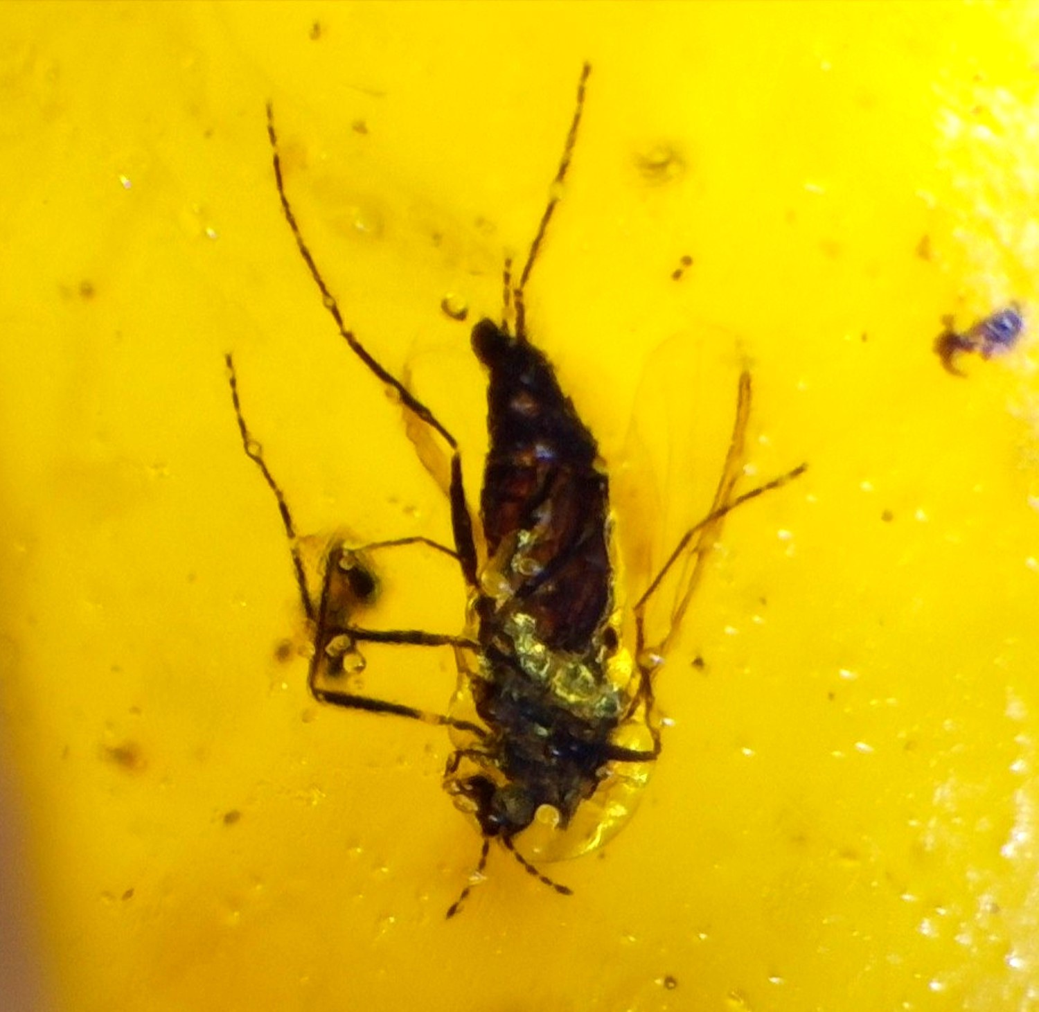 🦟✨ Natural Dominican Amber with Rare Insect Inclusion – 15mm ✨🦟