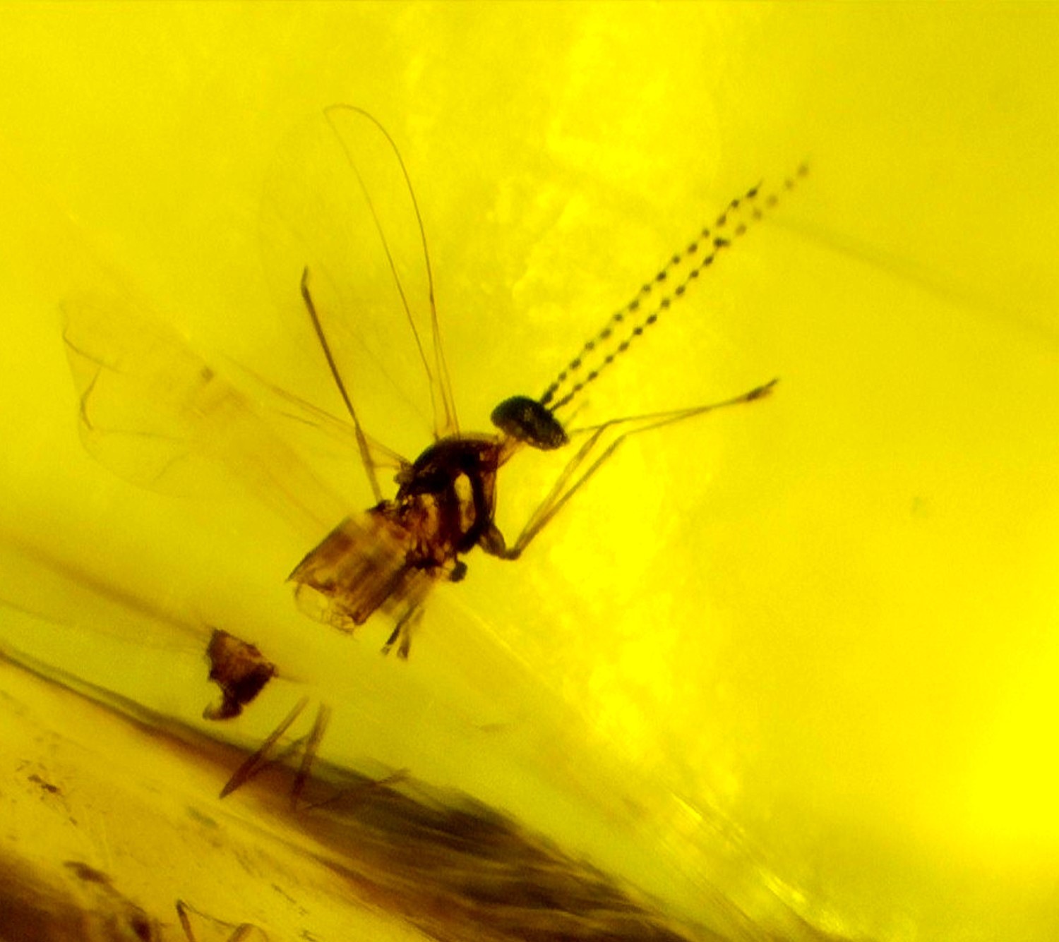 Beautiful Mosquito Inclusion In Dominican Amber Amber Fossils/Insects 23mm