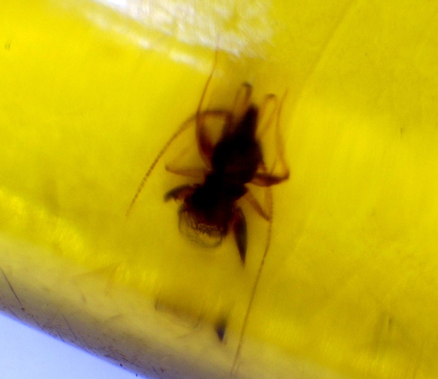 Elegant Fine Ant Inclusion Amber Fossils/Insects 31mm