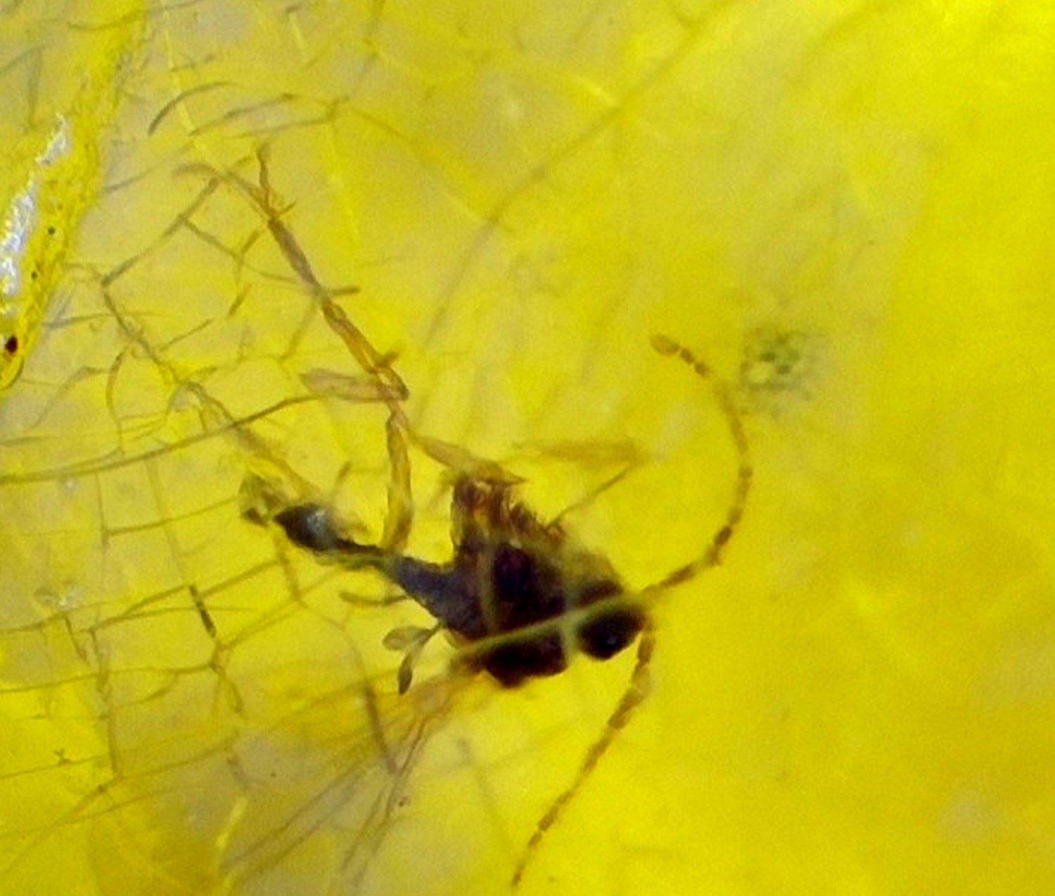 Authentic Beautiful Gnat Inclusion Amber Fossils/Insects 14mm