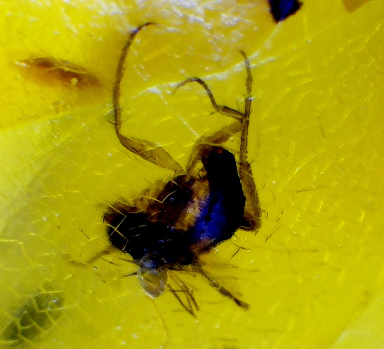 Natural Elegant Mosquito Inclusion In Amber Amber Fossils/Insects 18mm