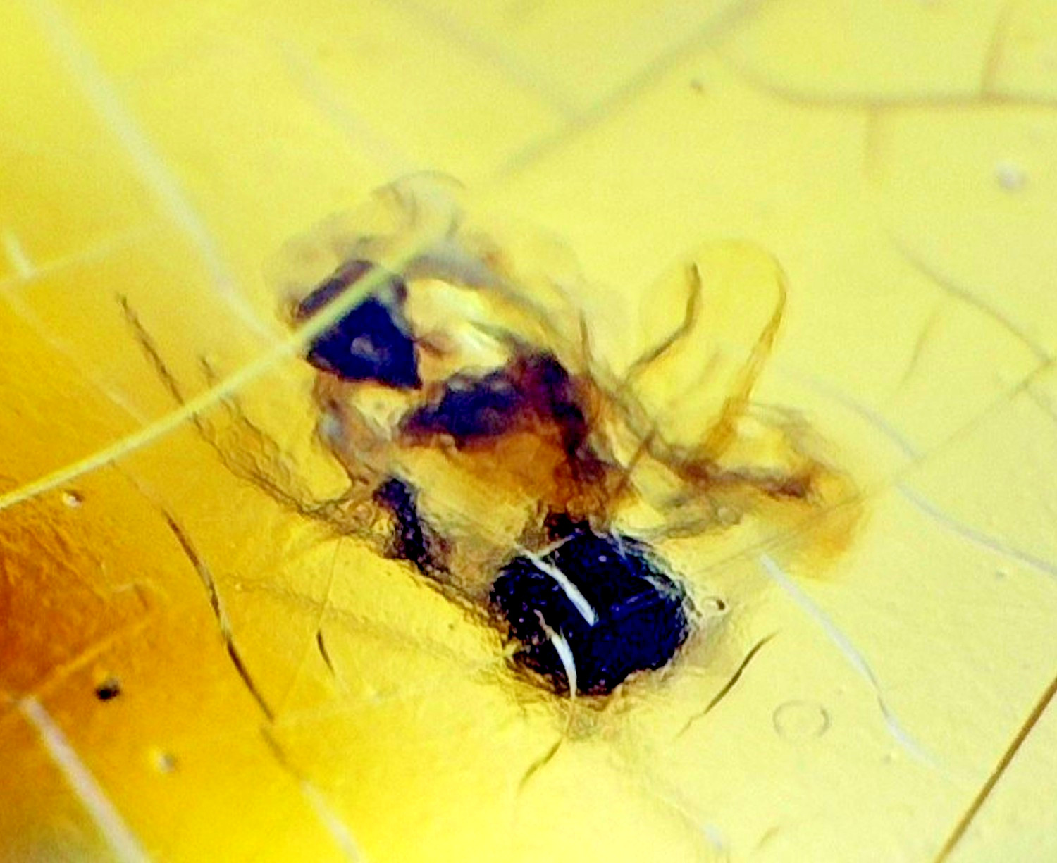Artisan Polished Mosquito Inclusion In Amber Amber Fossils/Insects 18mm
