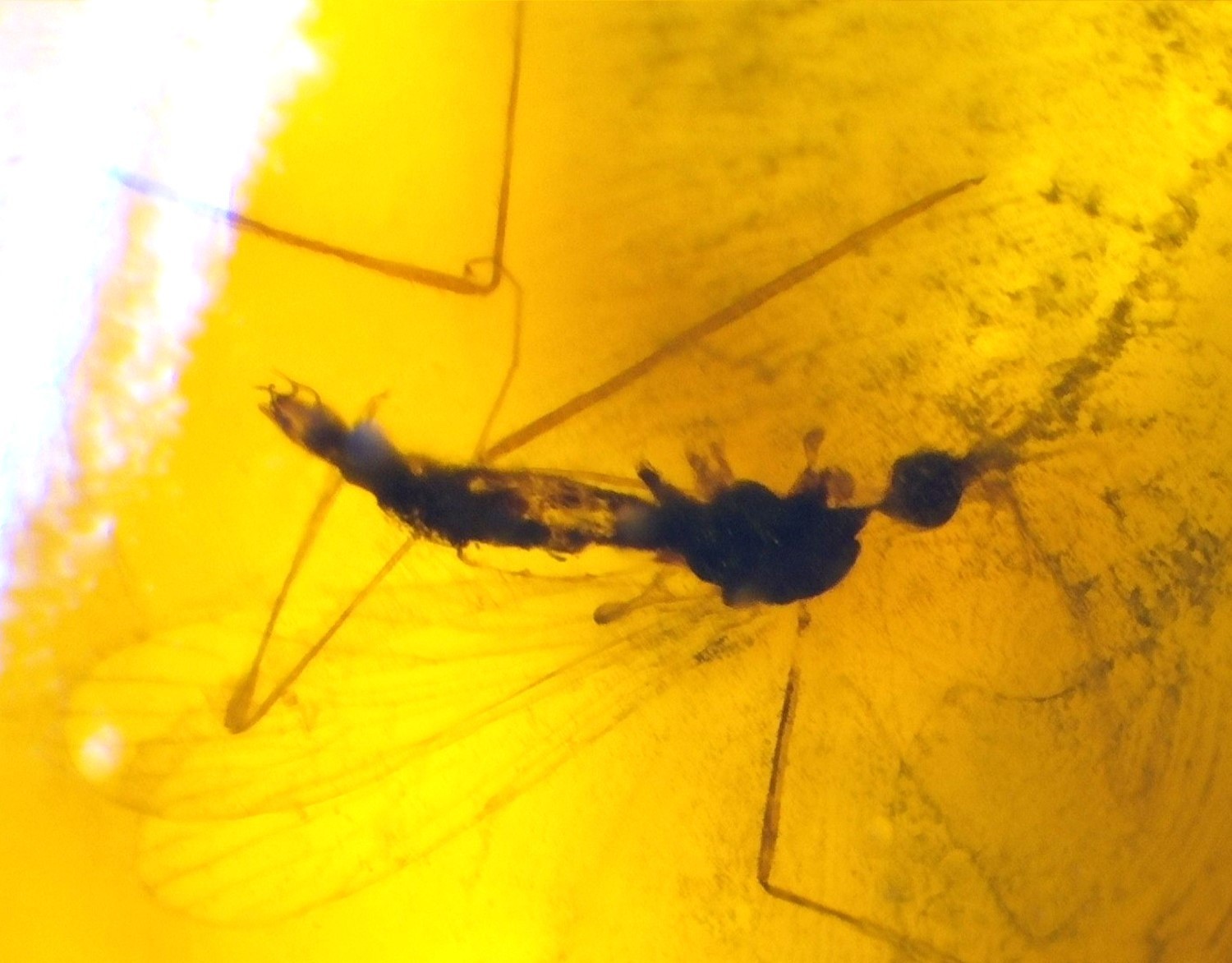 Natural Dominican Amber Insect Fossil – Polished Stone