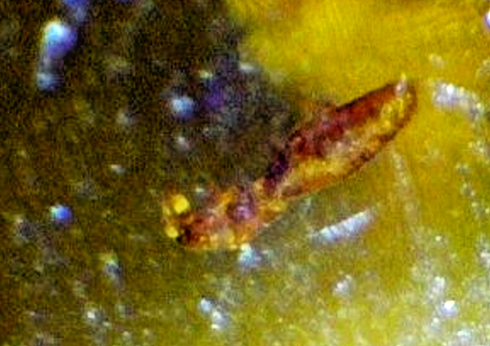 Finest Amber Insect parasitic wasp Fossil .925 Sterling Silver Pendant 28mm