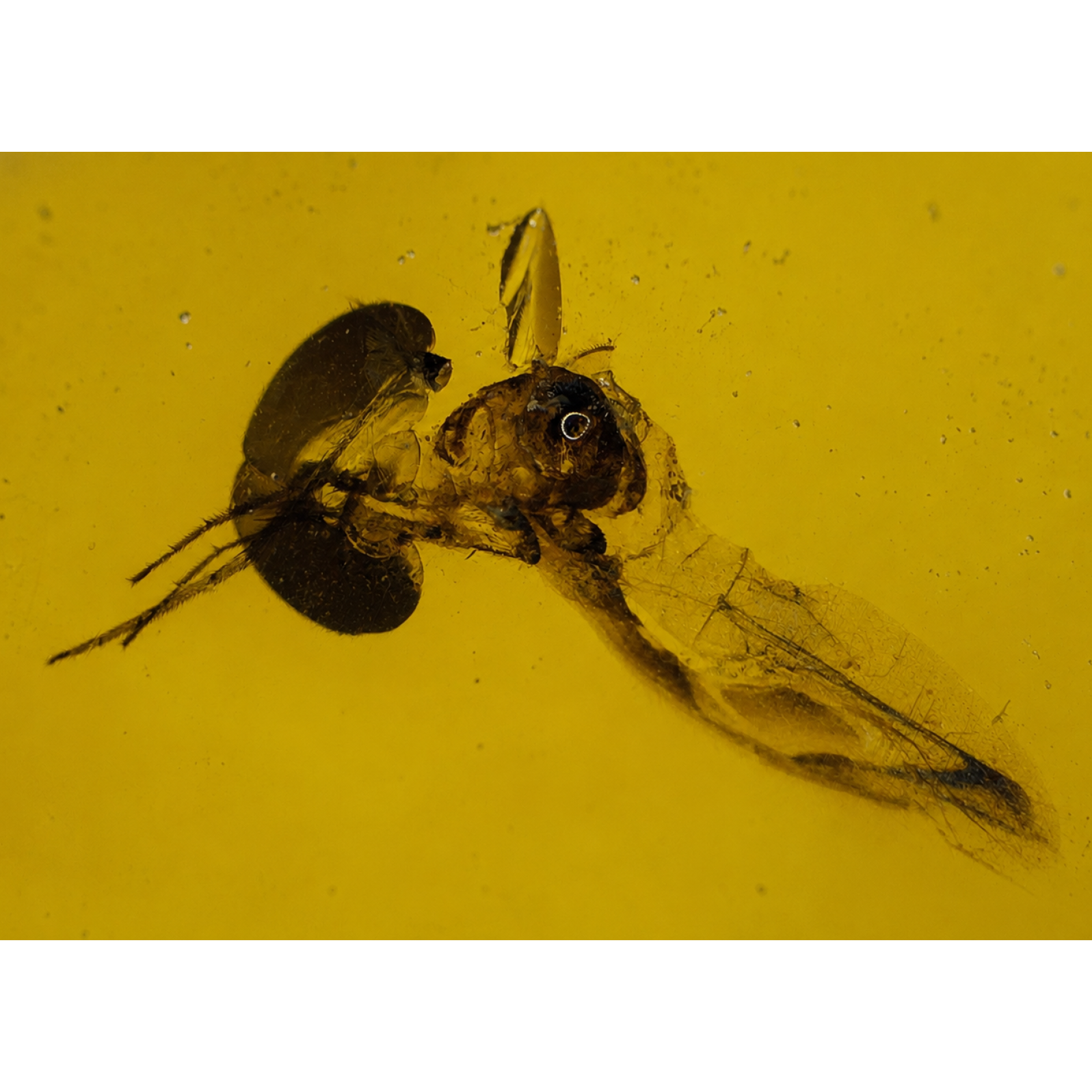 Pure Natural Clear Yellow Mosquito Inclusion Dominican Amber 925 Sterling Silver Fossils