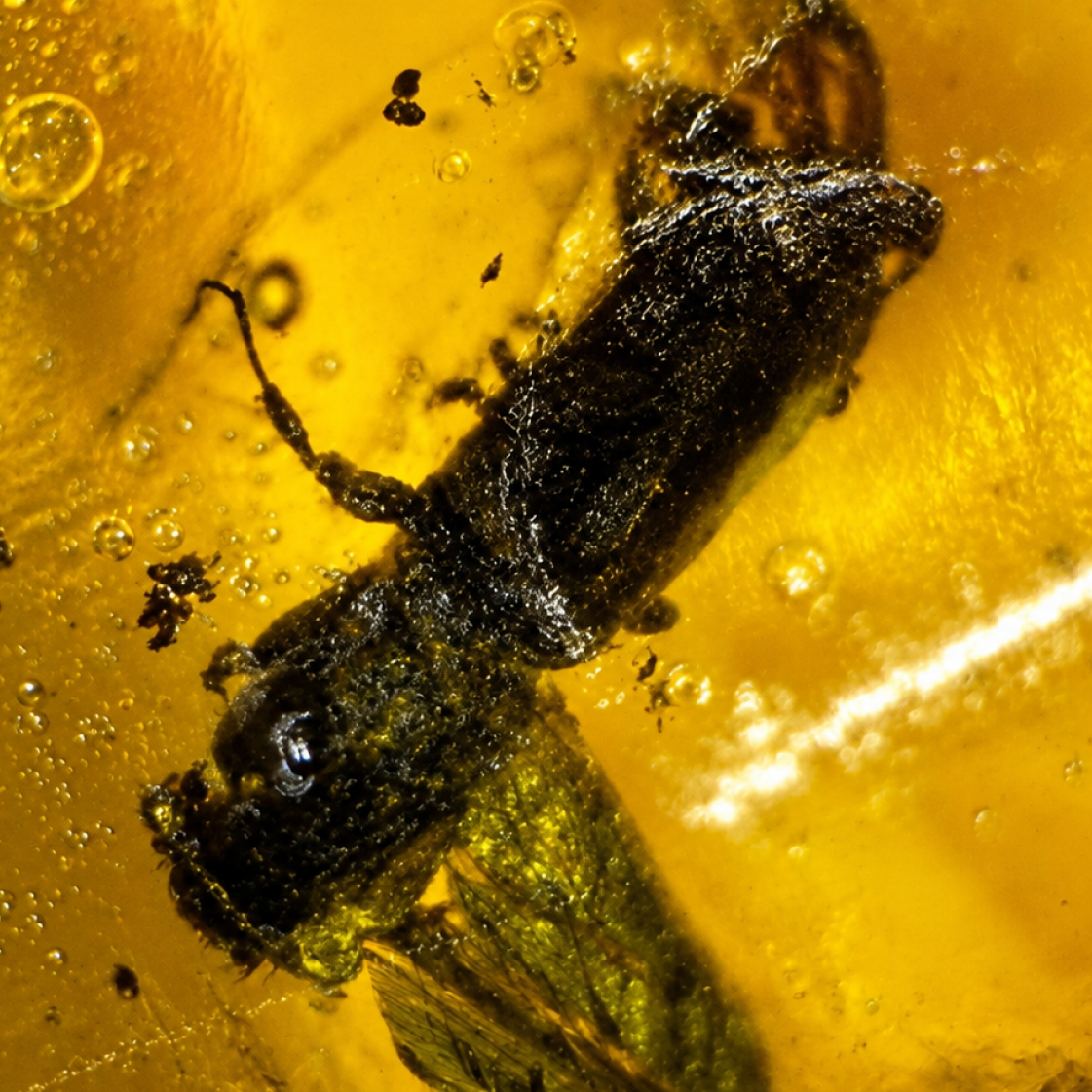 beetle Inclusion Clear yellow red Natural Dominican Inclusion Specimen 20 mm