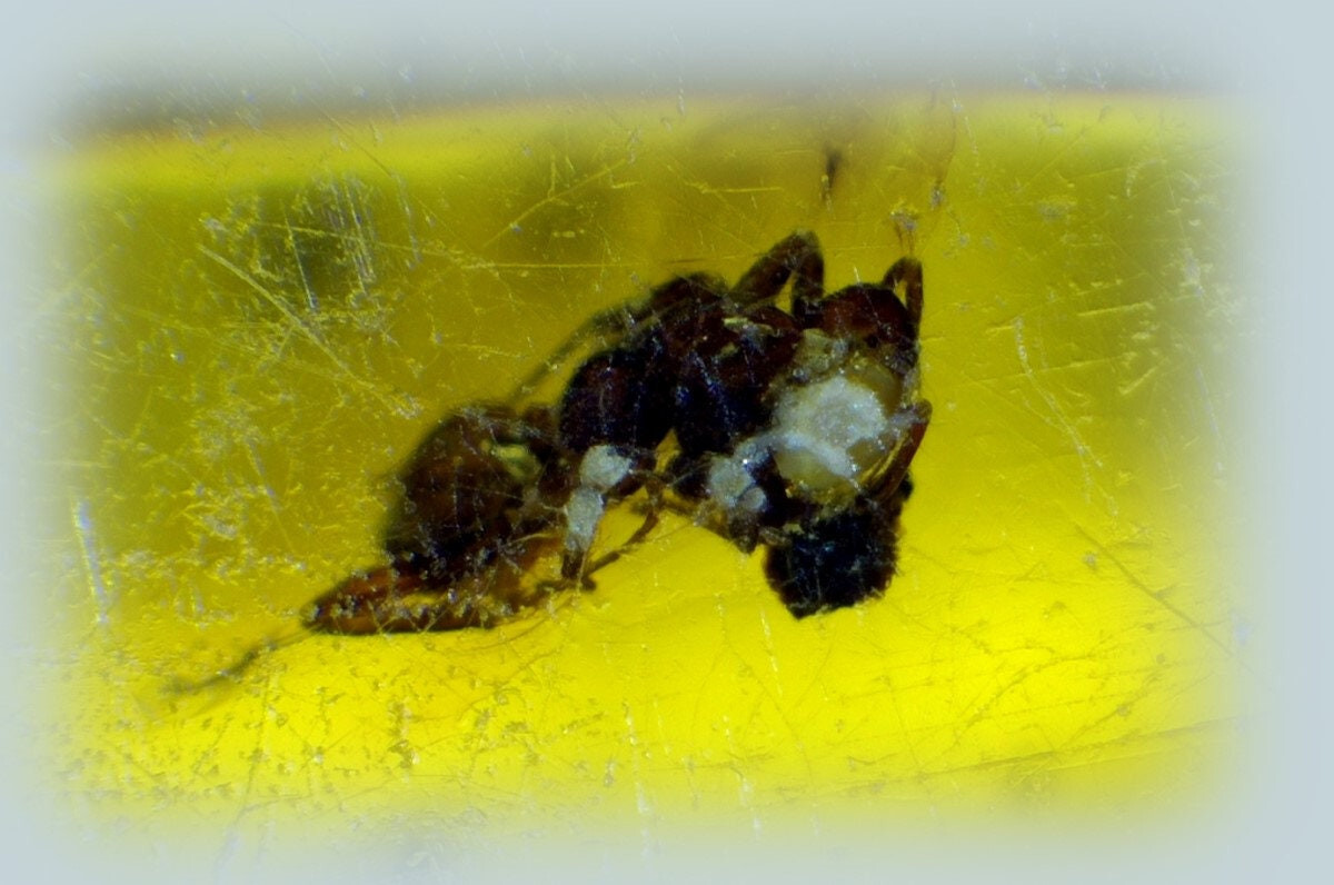 Splendid Natural Dominican Clear Yellow Amber Polished Stone Fossil Insect Bug