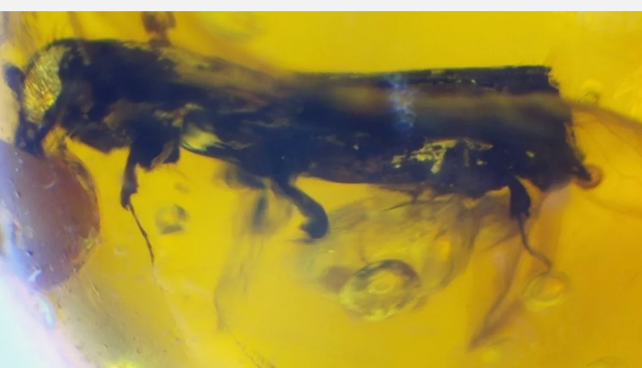 Natural Dominican Clear Amber Stone Rare bee or sphecoid wasp Insect Fossil