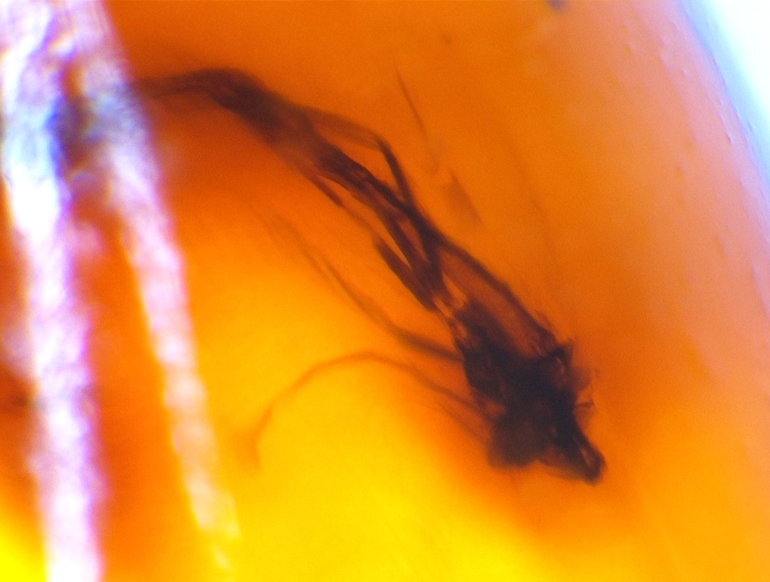 โจ Natural Dominican Amber Insect Fossil โ Polished Stone
