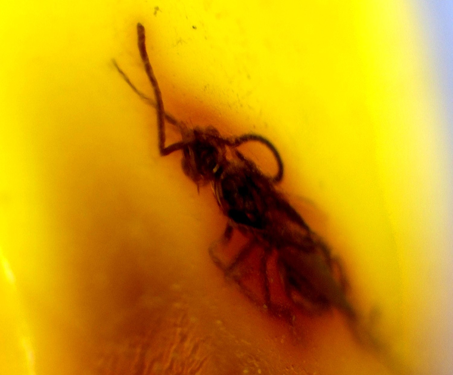 Natural Dominican Amber Polished 15mm with parasitic wasp insect fossil
