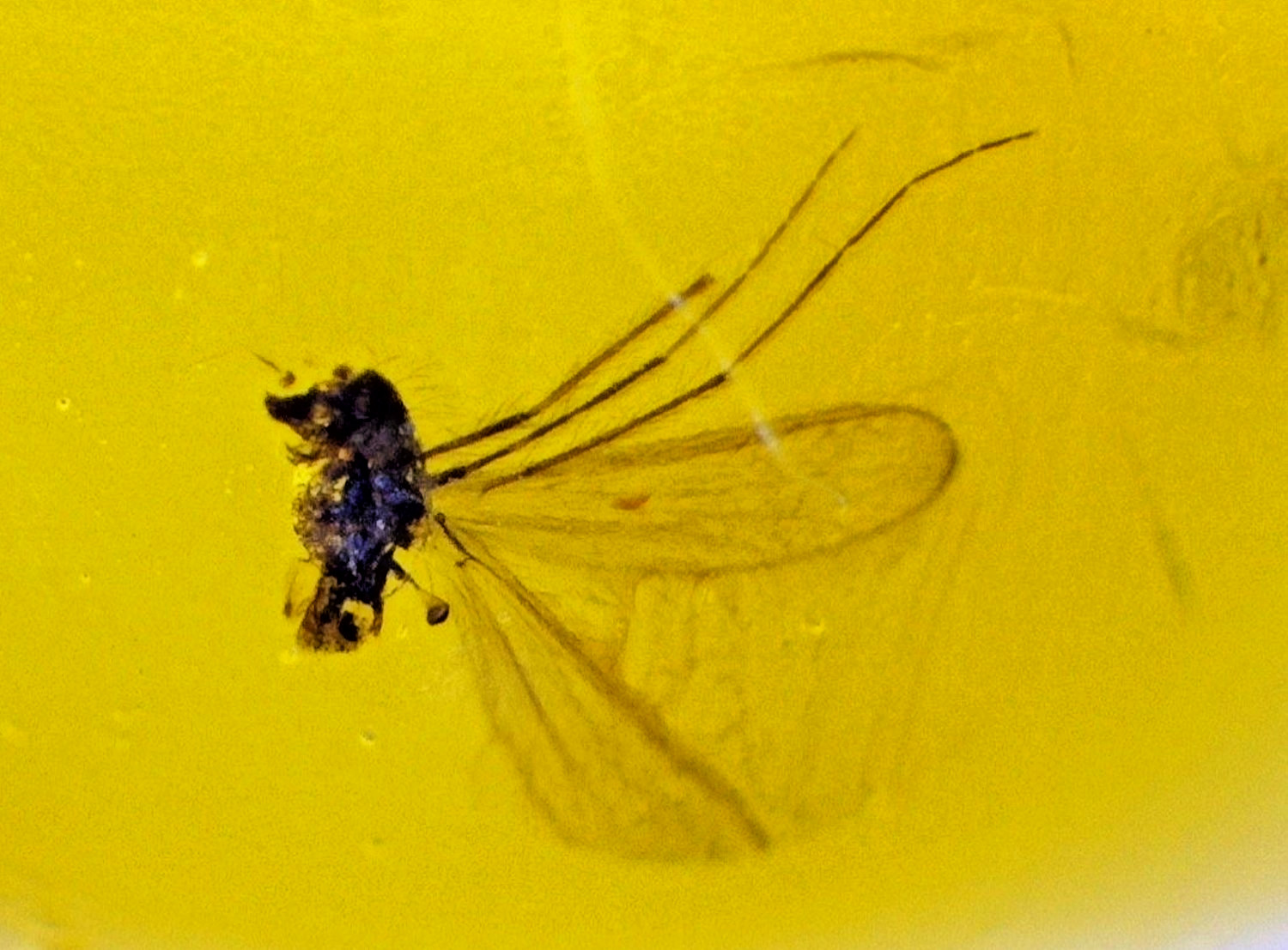 Beautiful Natural Dominican Amber Flying Insect Flies Fossil Stone 19mm