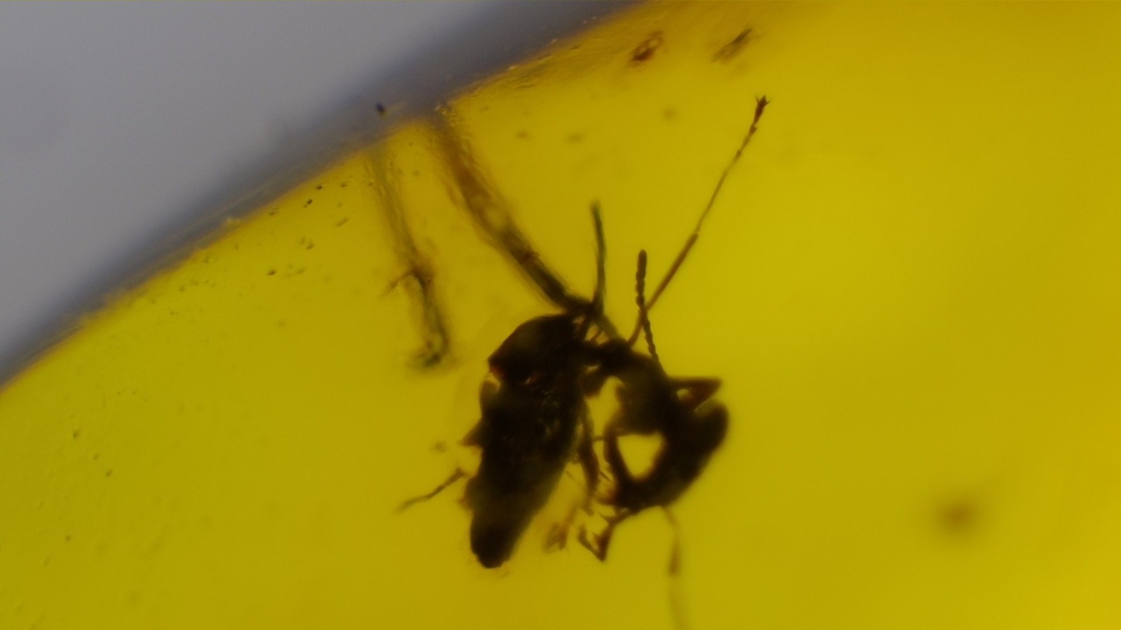 ๐ชถ Natural Dominican Yellow Amber with Insect Inclusion