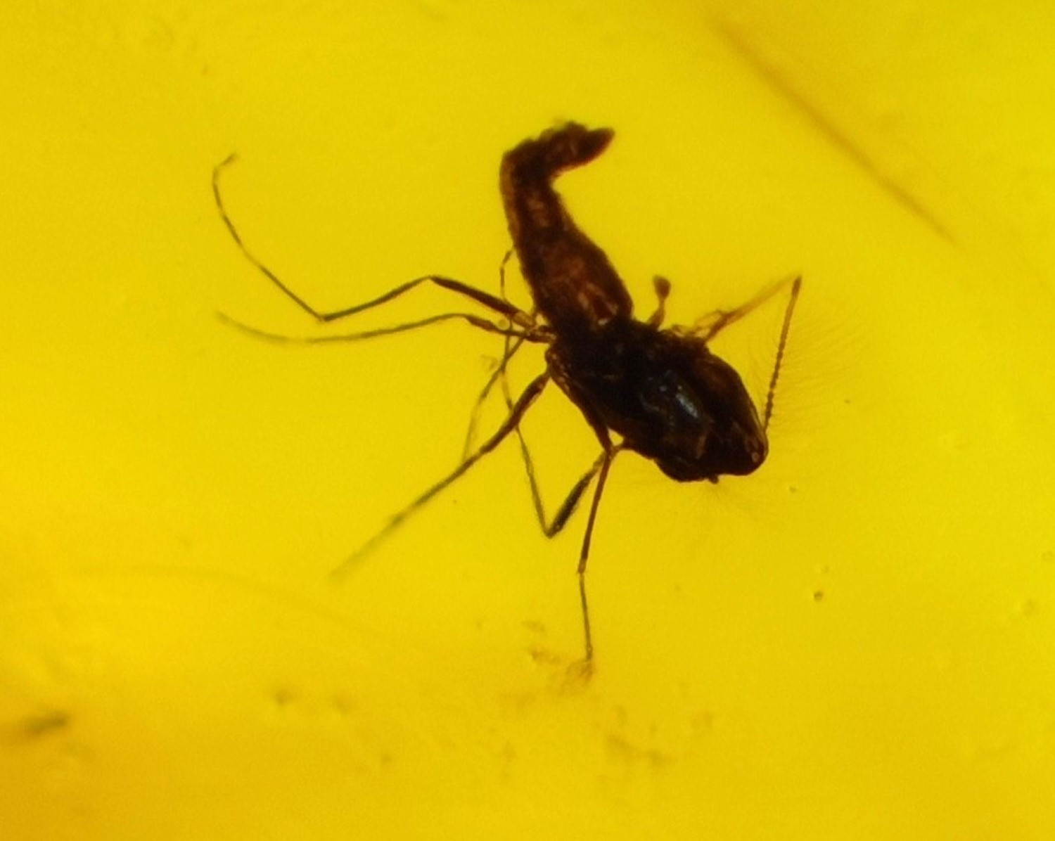 ๐ชถ Rare Fossil Male Midge in Natural Dominican Yellow Amber 22mm