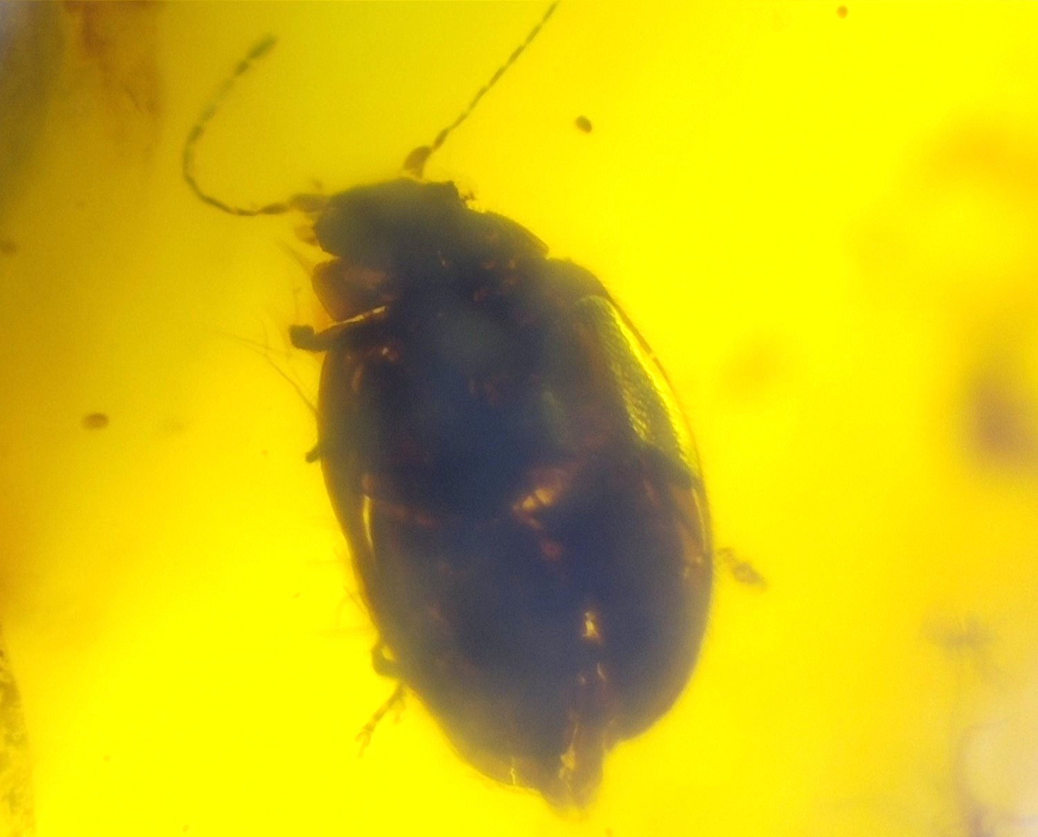 🪲 Fossil Big Beetle Insect in Genuine Dominican Amber 19mm