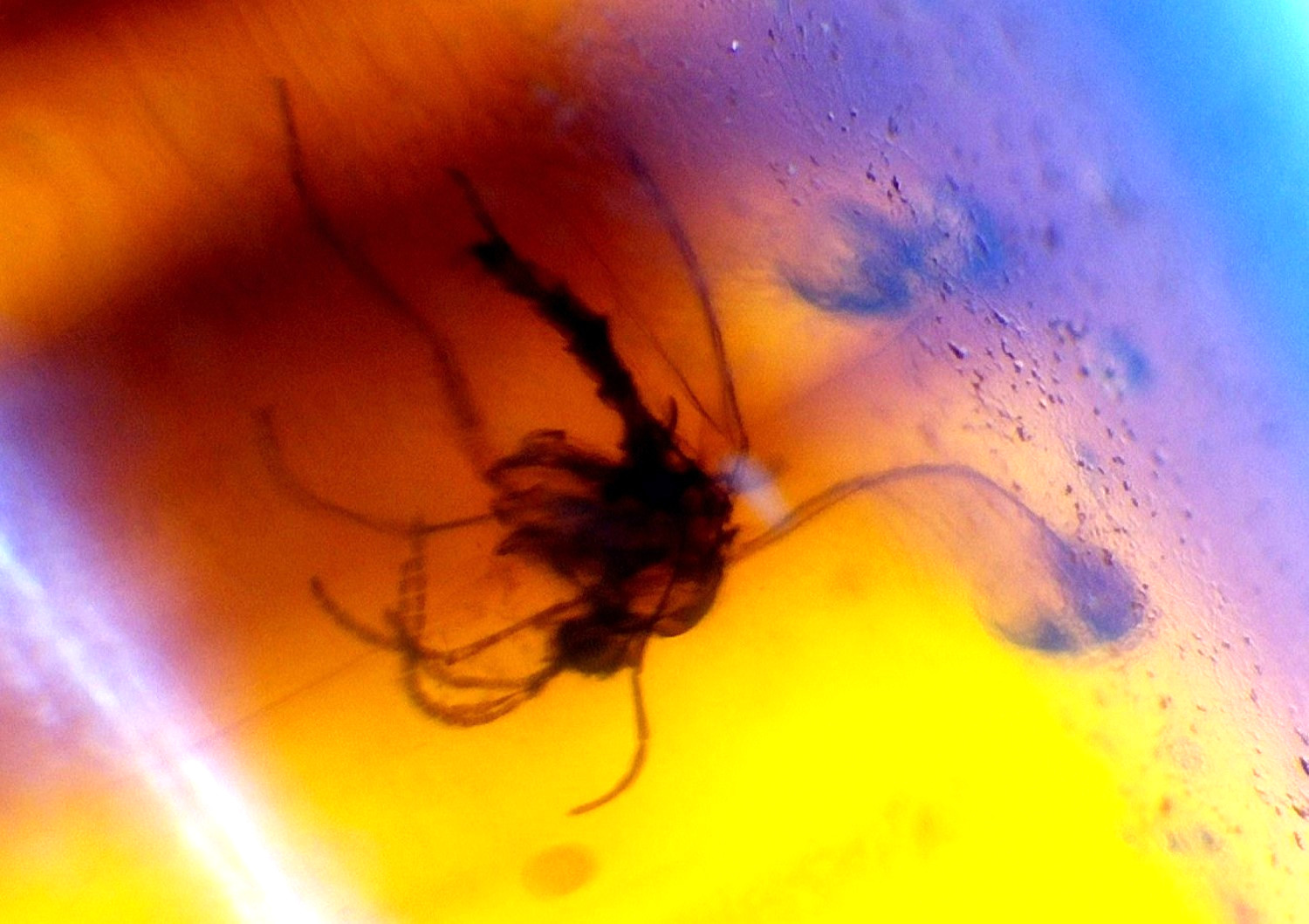 Natural Dominican Amber with Spider Inclusion โ Prehistoric Arachnid Fossil