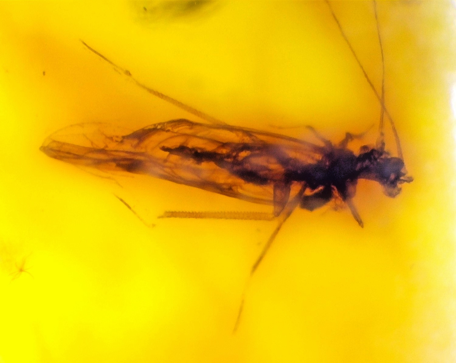 Natural Dominican 19mm Amber โ Polished Stone with Insect Inclusion (Diptera)