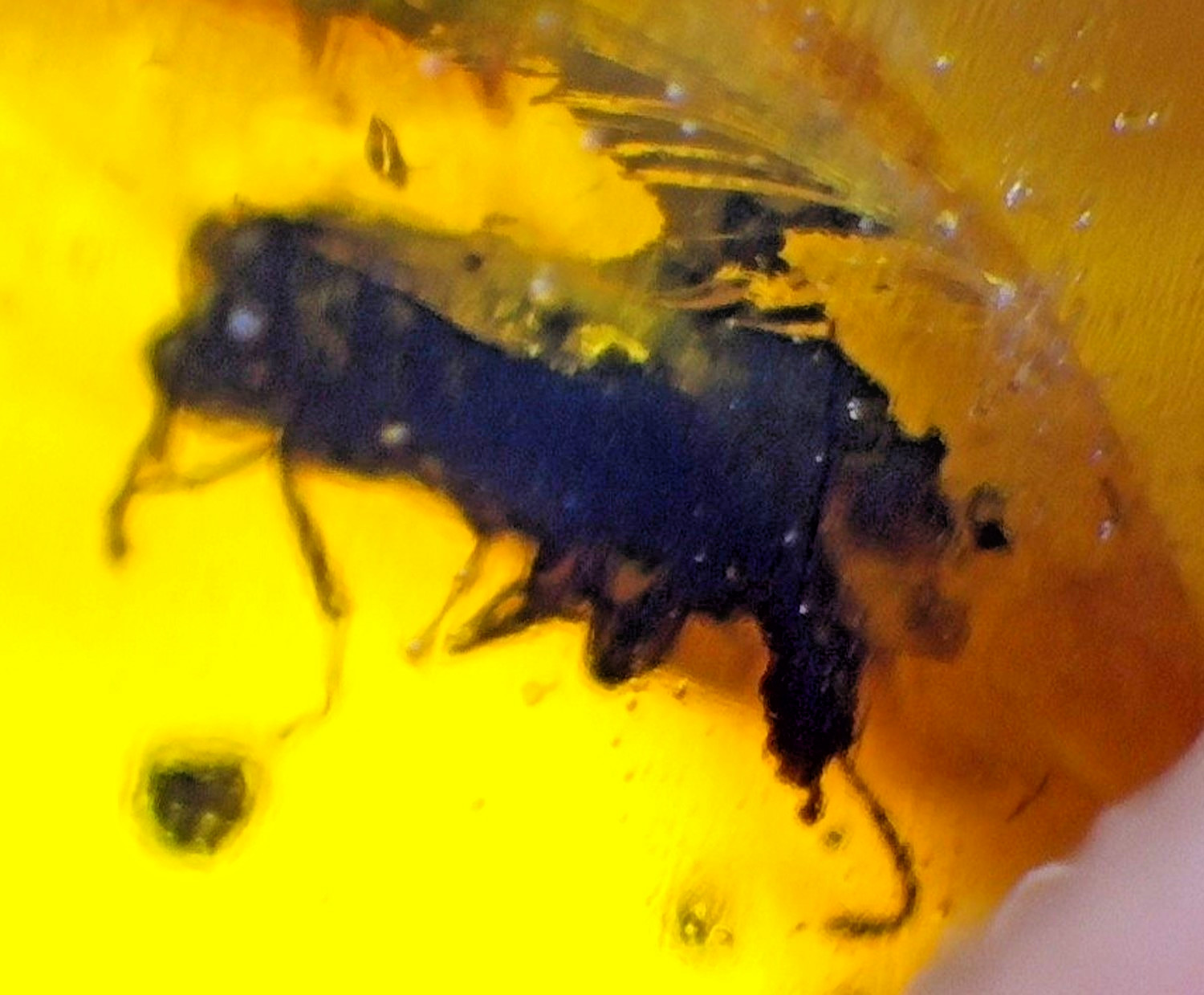 Natural Dominican Amber with Insect Inclusion โ Polished Stone | 16mm