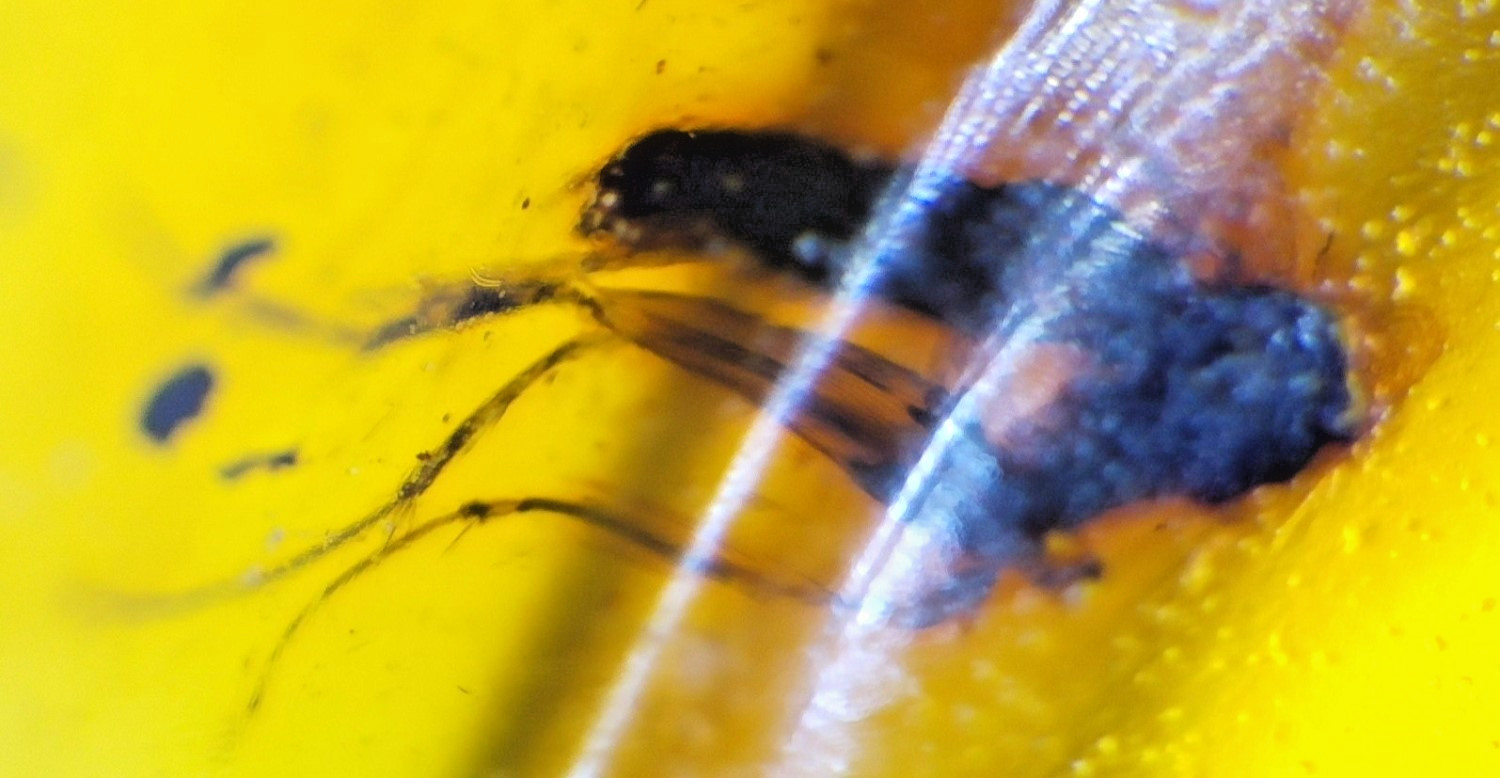 ๐ก Natural Dominican Yellow Amber โ Fossil Insect Inclusion
