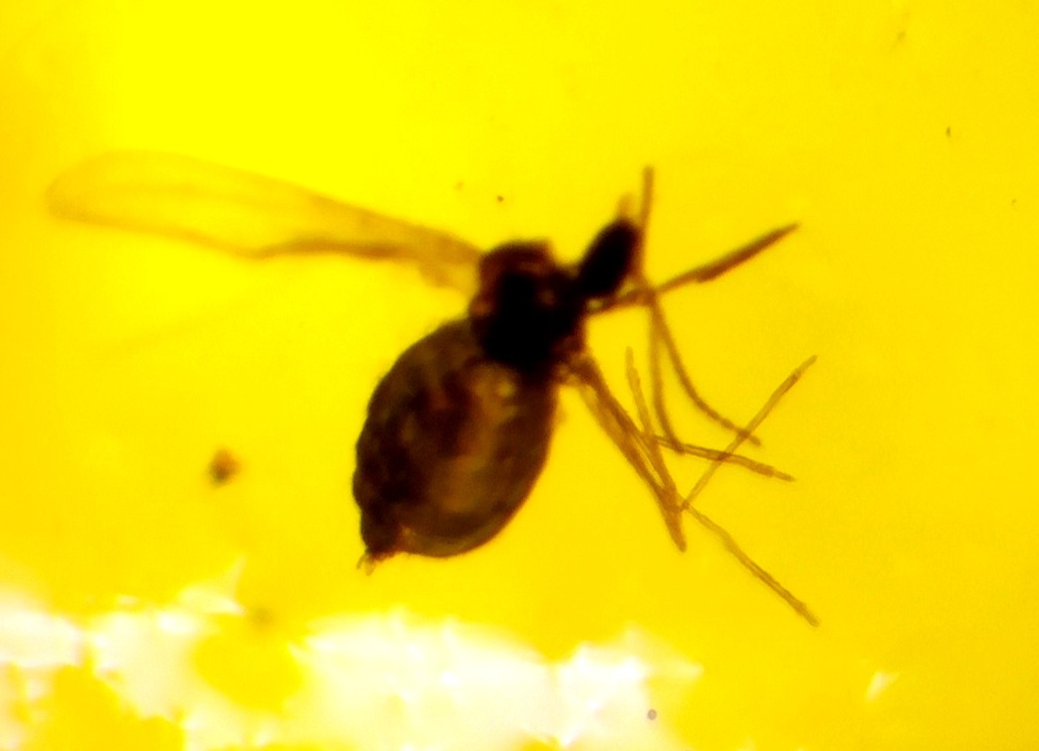 Natural Dominican Clear Amber โ with Fly/Midge Inclusion (Diptera) | 15mm