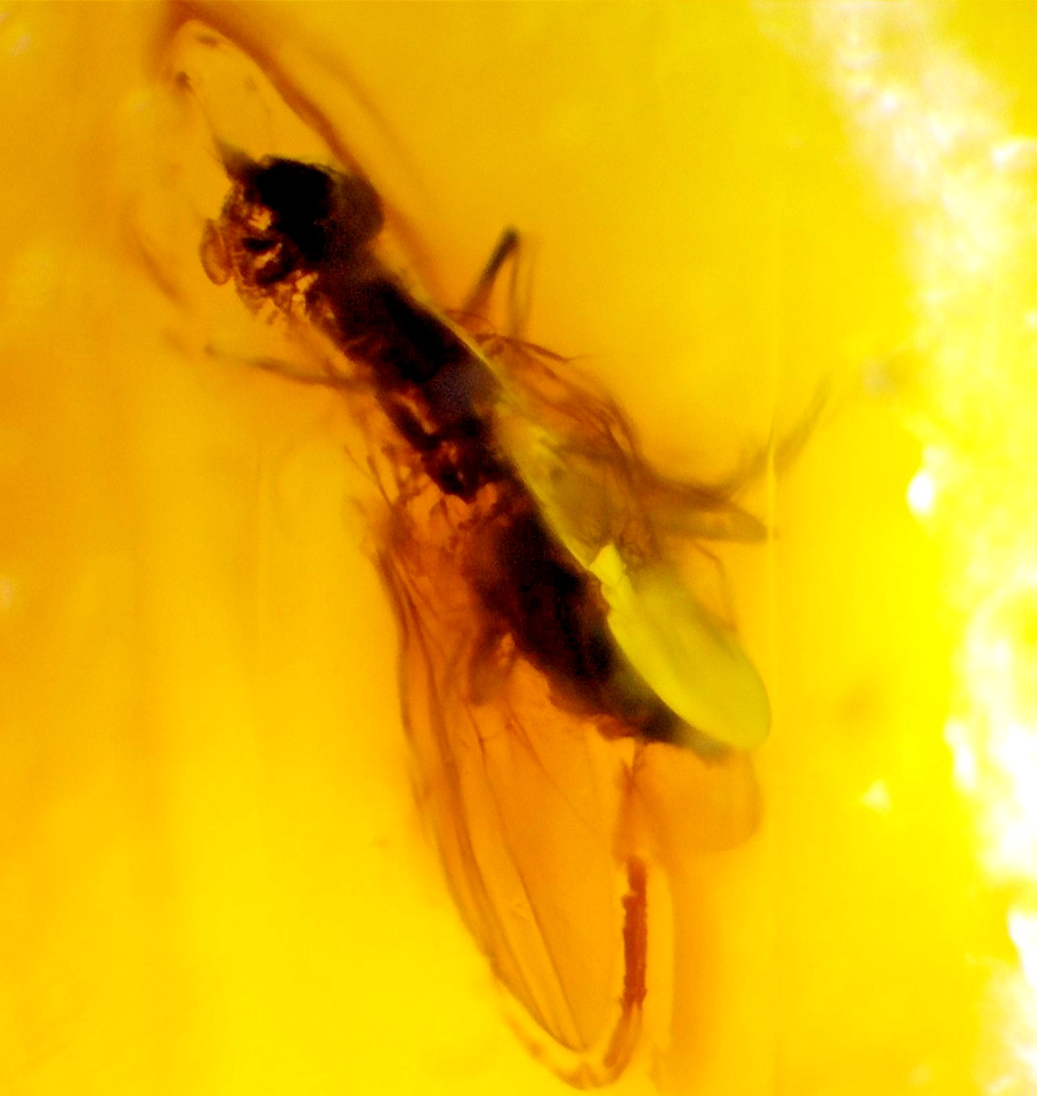 Natural Dominican Amber Polished Stone (24mm) — Fossil Insect Inclusion