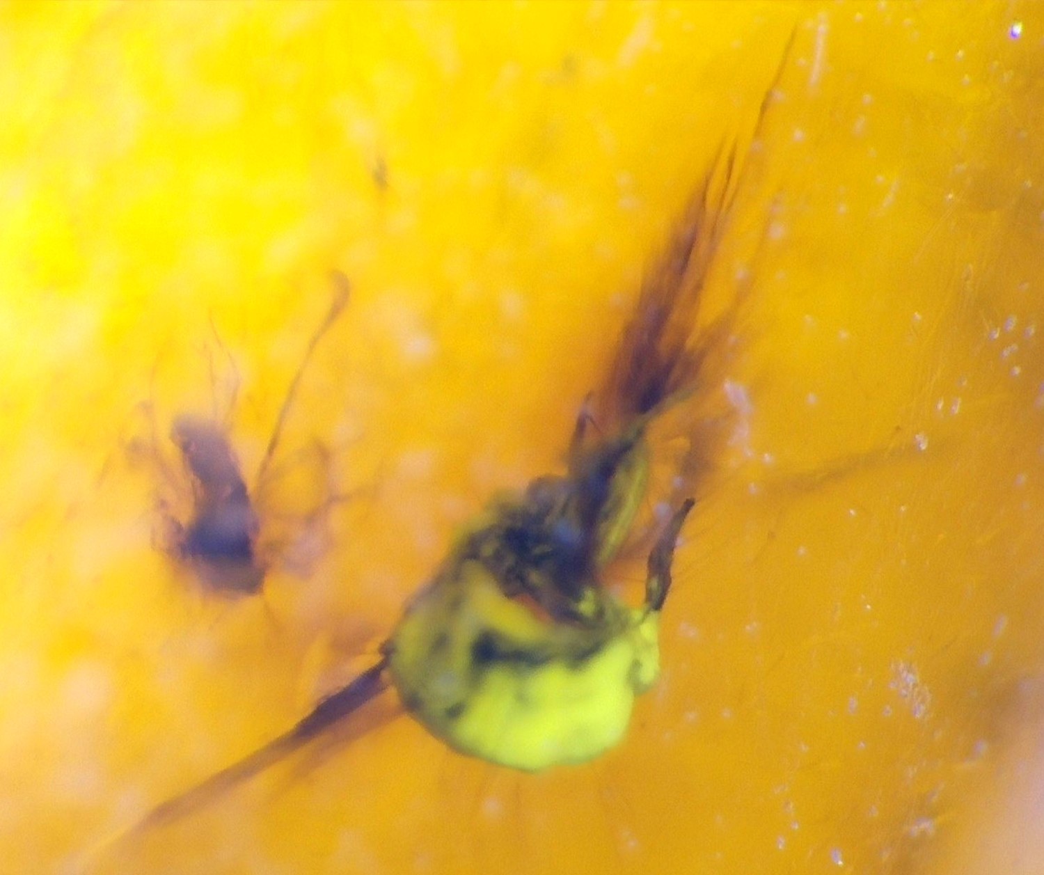 Natural Dominican Clear Amber โ Polished with Double Insect Inclusion | 22mm