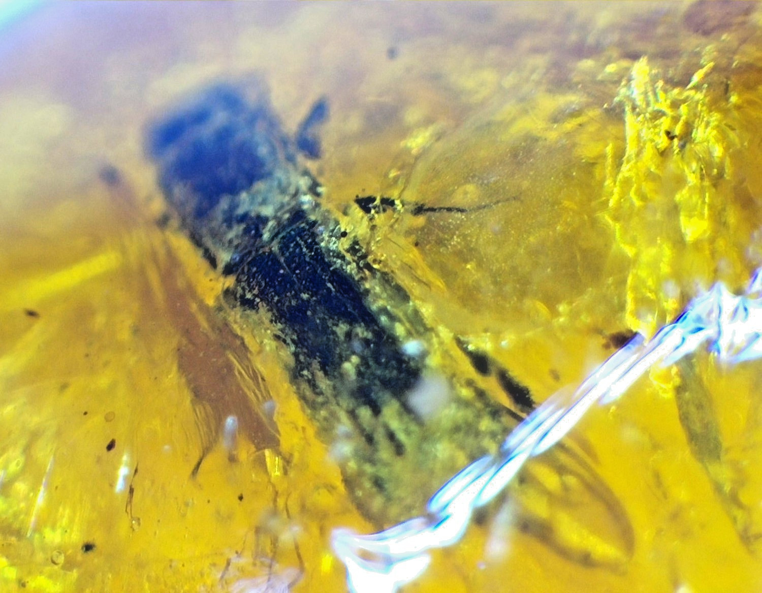 Natural Dominican Clear Amber with Hymenoptera Inclusion (Wasp/Bee Type) | 14mm