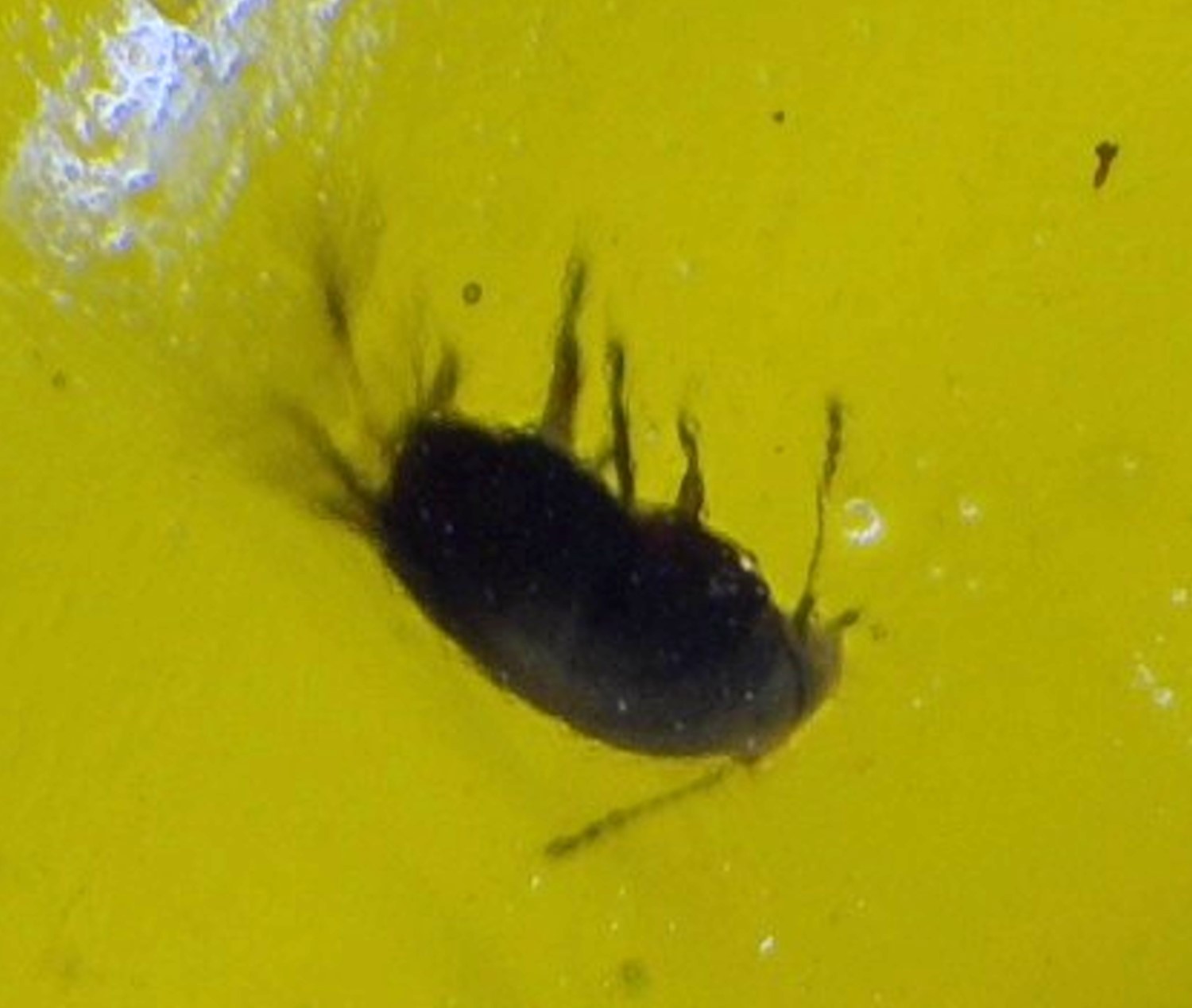 Natural Dominican Amber Polished Stone 30mm โ Fly / Gnat Inclusion Fossil