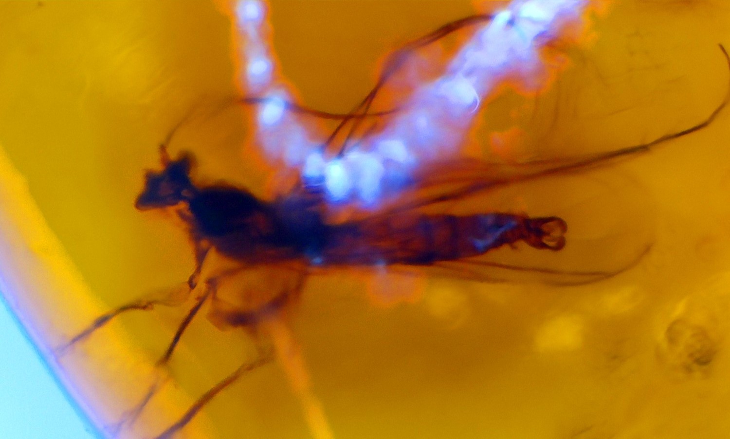 Amber Inclusion: Small Fly (Order Diptera) from the Caribbean Miocene
