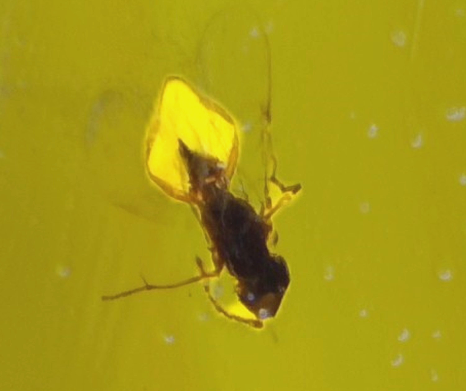 Natural Dominican Amber Polished Stone 30mm โ Insect Inclusion Fossil