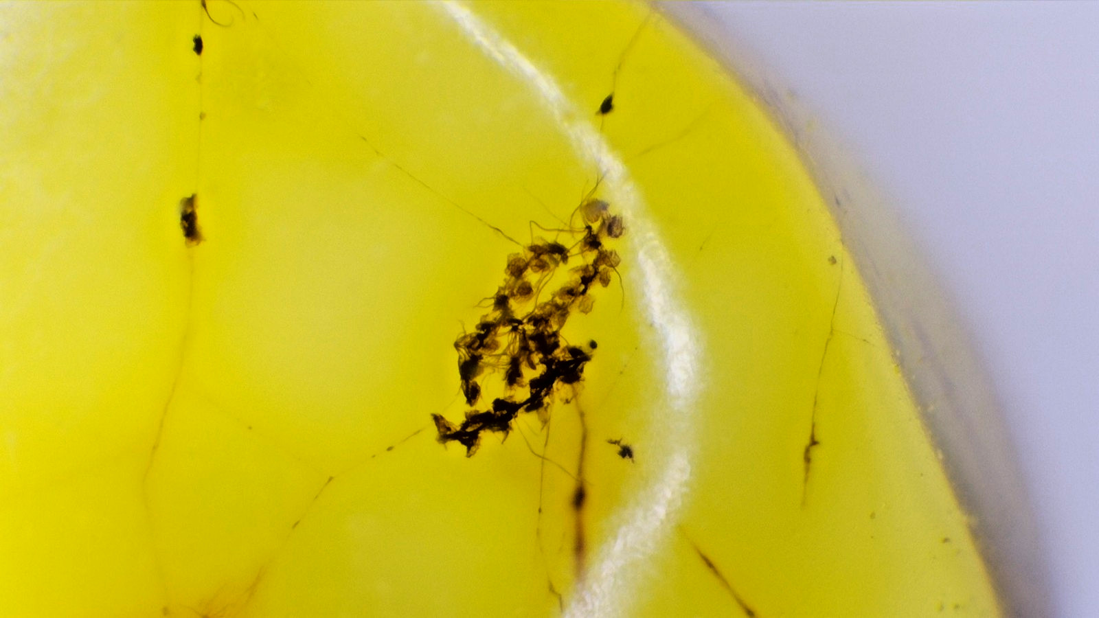 Dominican Amber with Natural Botanical Inclusion