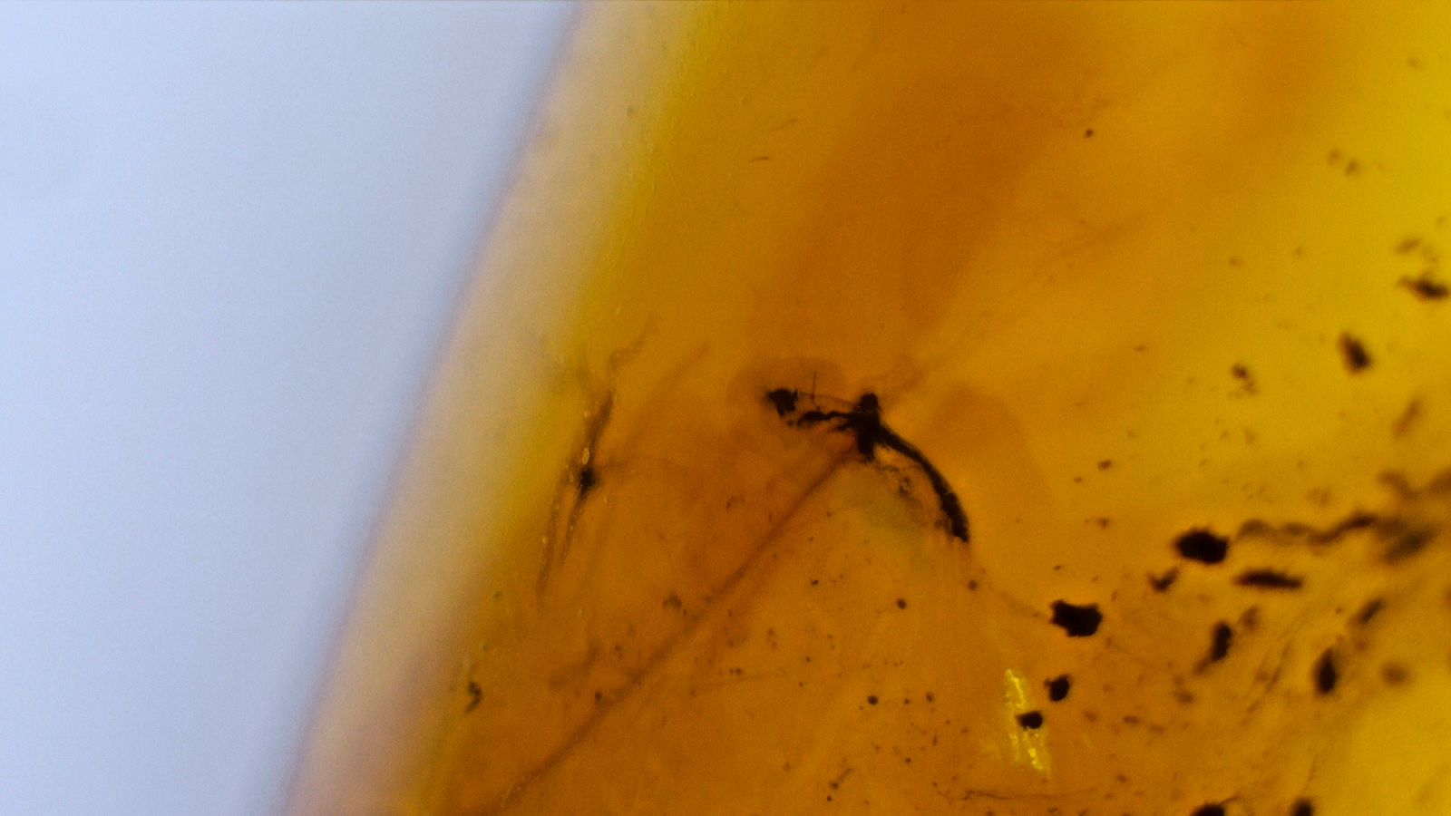 Dominican Amber with Natural Botanical Scene